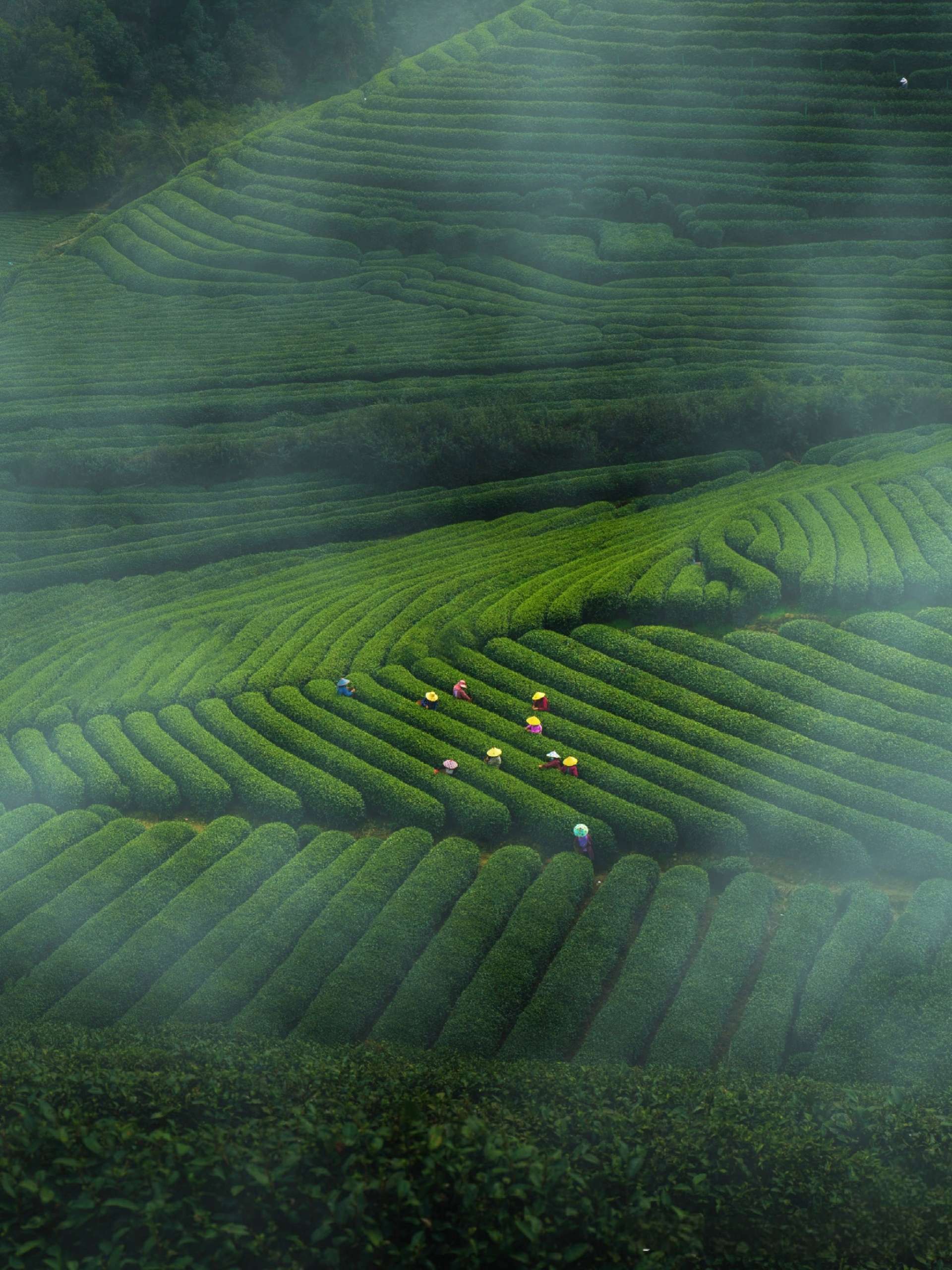 Meijiawu tea village �� terraced fields where Longjing tea is still roasted by hand in iron woks